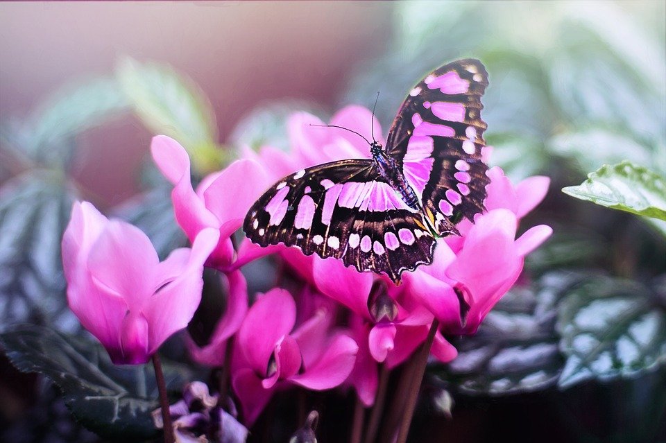 pink-butterfly-1281428_960_720.jpg