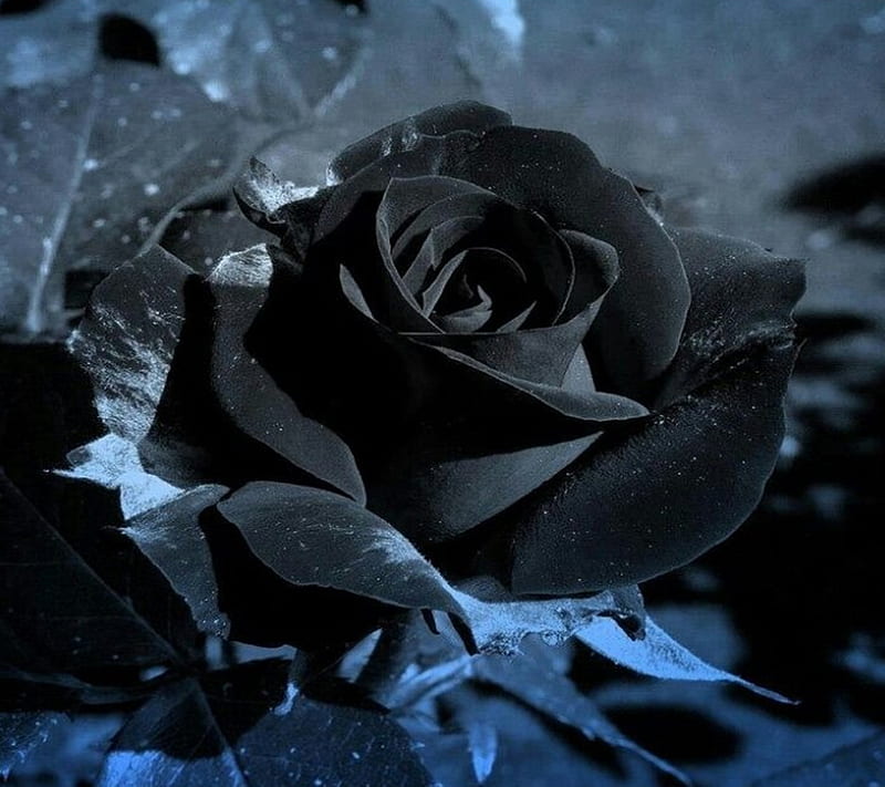 HD-wallpaper-black-rose-black-rose.jpg