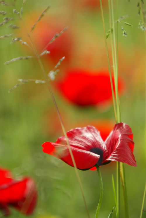 Coquelicots 2012