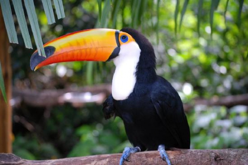 tucan-at-bird-sanctuary.jpg