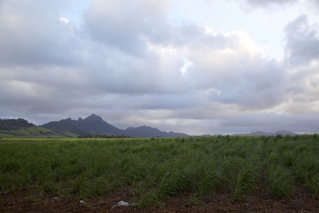 Paysage - Ile Maurice