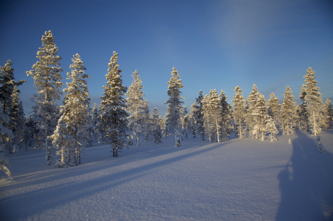 Ombres sur neige  - Finlande
