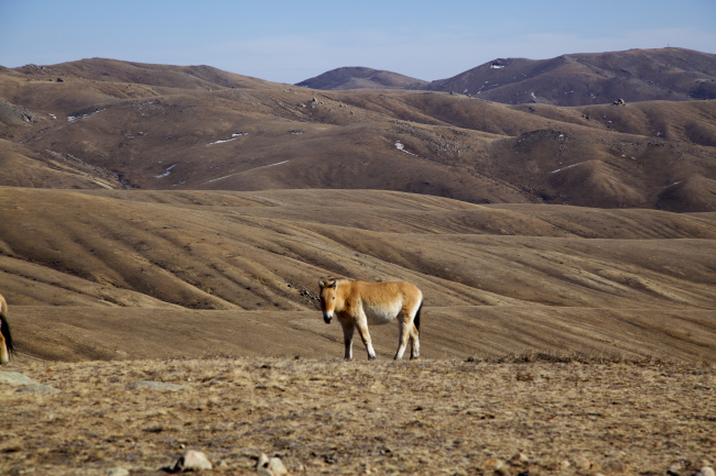 Cheval de Prjevalski - Mongolie