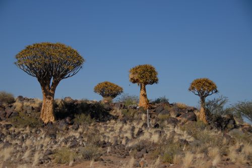 Arbre quarquois - Namibie