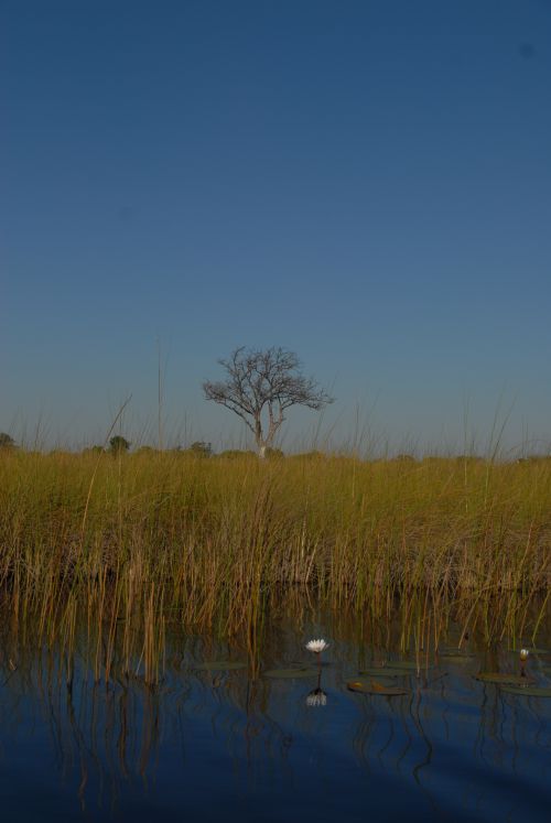 Okavongo Delta - Botswana