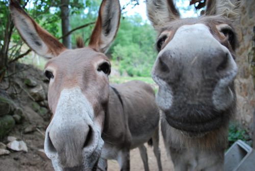 Bisous à vous tous amis du blog!