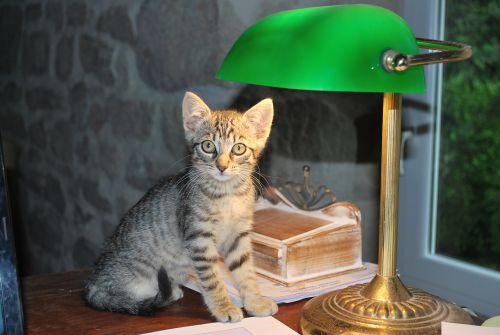 Petite Bonnie sur le bureau