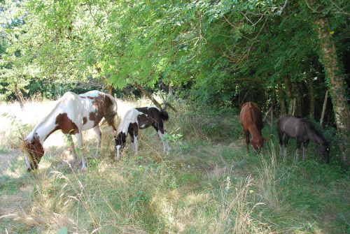 Paint horses