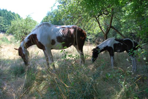 Paint horses