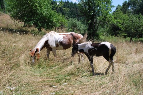 Paint horses