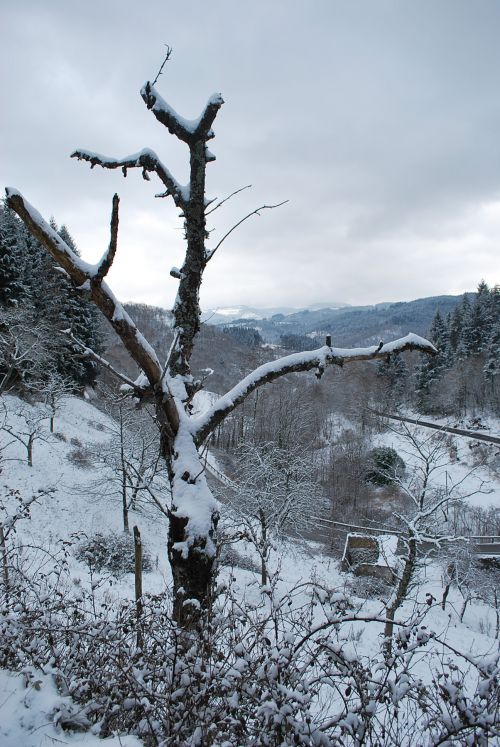 pommier en neige!