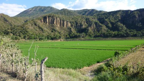 Des rizieres verdoyantes apres San Igniacio