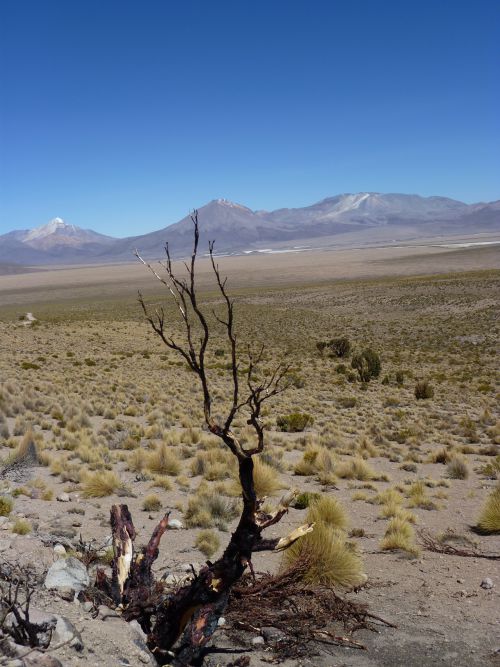 Le plateau de la reserve Isluga