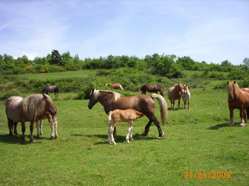 chevaux près de St Nectraire avril 2009