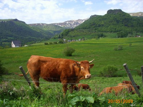 Salers col de la Croix Morand 63