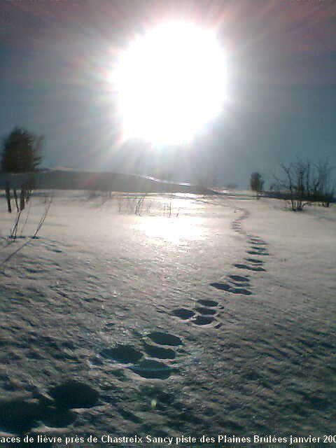 lièvre des neiges