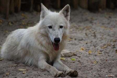 Le loup au repos