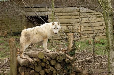 Quelle surprise en arrivant devant l'enclos des loups, les petiots étaient toujours là. Je suis très contente