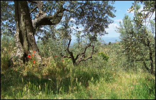 oliviers et coquelicots