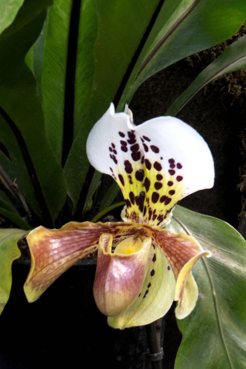 Orchidée 4 - Sabot de Vénus ?
