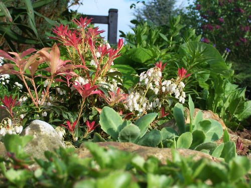 jeune Pieris