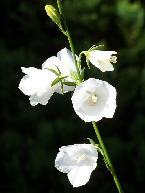 Campanules blanches