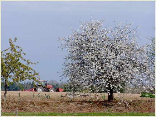 tracteur rouge et cerisier blanc