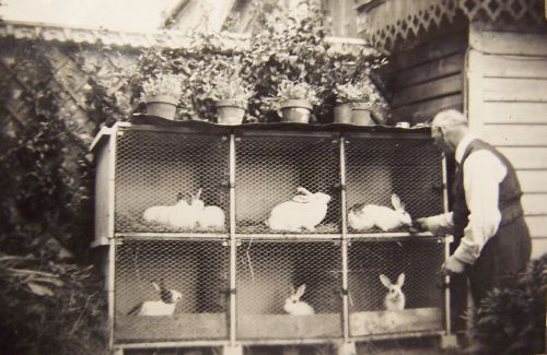 Elevage de lapins durant la guerre 39/45