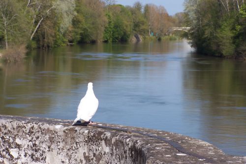 La belle s'est appuyée sur le muret et regarde le Cher