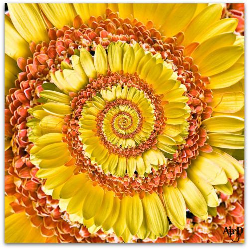 La Spirale Fleurie