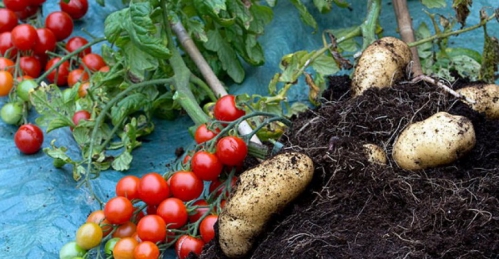 TomTato-GeoAdo-770x400.jpg