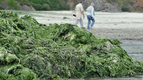 algues-vertes-eaux-et-rivieres-pointe-letat.jpg