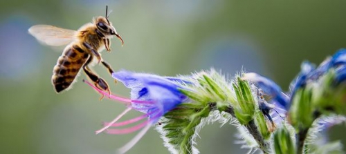 une-abeille-recueille-le-nectar-d-une-fleur_5010109.jpg