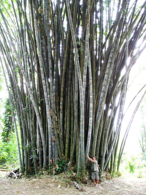 Les Bambous  G ants  Mayotte Conseils pour cr er un 