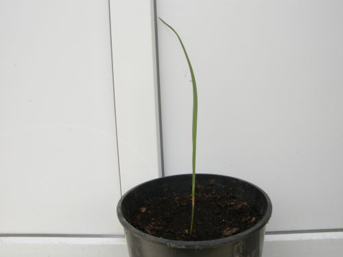 Apres 2 mois la plantule mesure 34 cm.