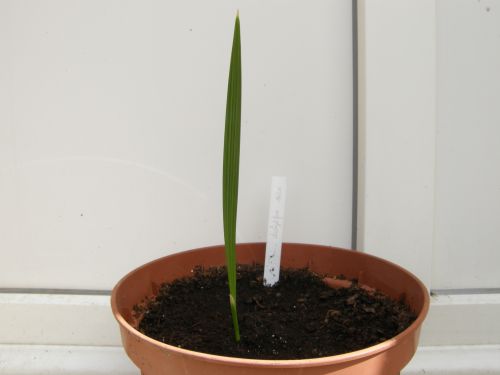 Apres 2 mois la plantule mesure19 cm.