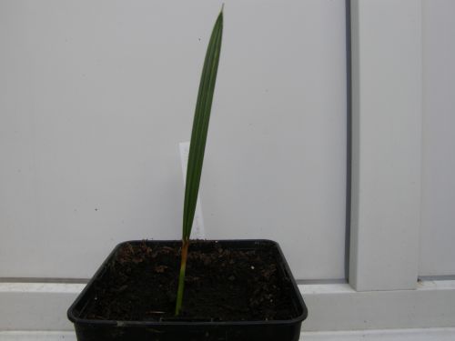 Apres 2 mois la plantule mesure 22 cm.