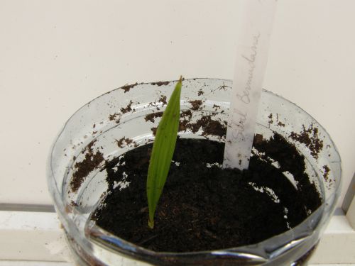 Apres 2 mois,la plantule mesure 7cm.