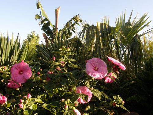 L'hibiscus du jardin en 2012