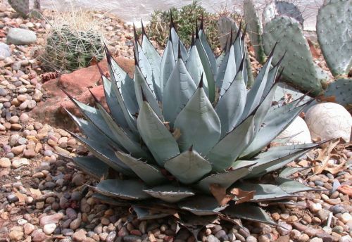 Une très belle agave adulte...