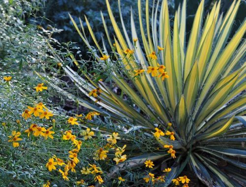 Un beau yucca très lumineux...