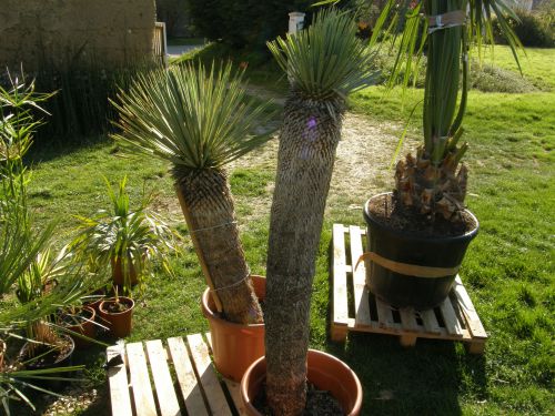 Yucca rostrata 70cm et 1m de stipe
