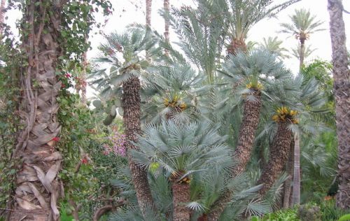 Un très beau spécimen de chamaerops cerifera.