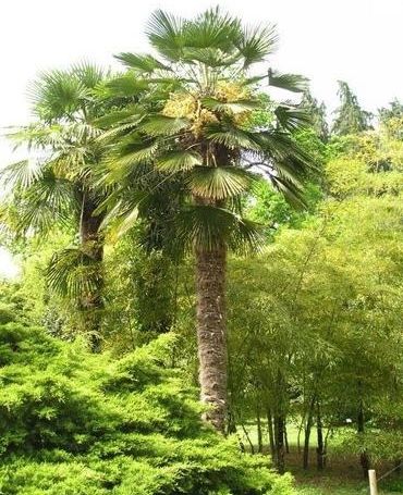 Un très bel exemplaire de trachycarpus wagnerianus