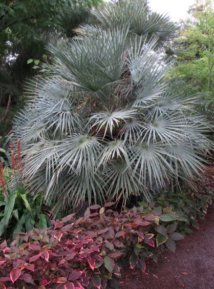 Chamaerops humilis var argentea...