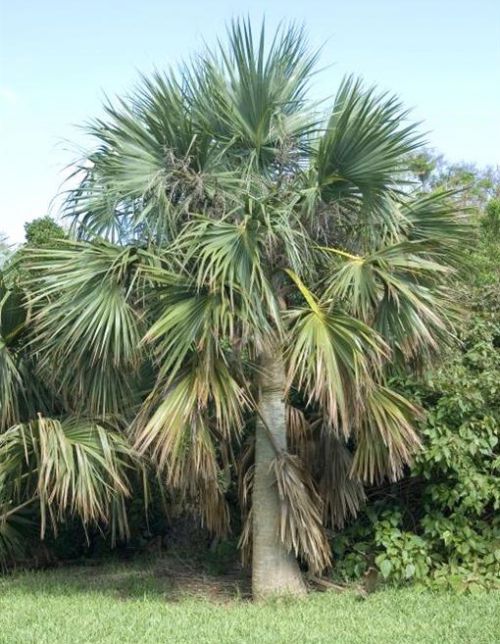 Un jeune sabal palmetto...