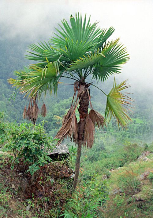 Un tres rare exemplaire adulte de trachycarpus latisectus