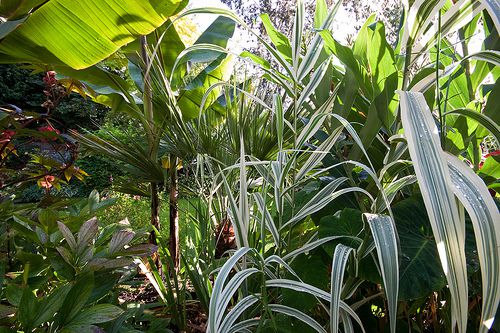 Arundo donax dans un beau massif de plantes exotiques...