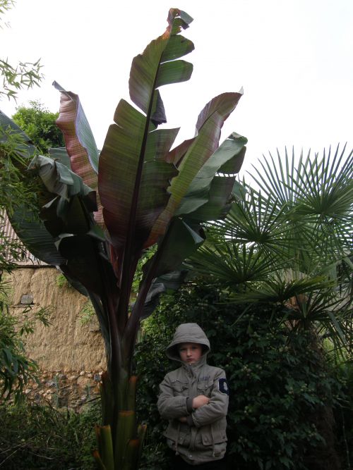 Après un été chaud et très ensoleillé,il à pris de la hauteur...il mesure un peu plus de 3 M avec des feuilles d'1M60!