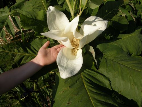 Magnolia Macrophylla